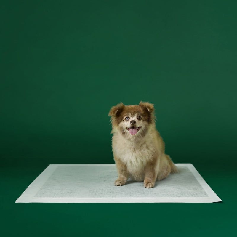 Disposable Dog Pee Pads with AbsorbShield+ Technology C4